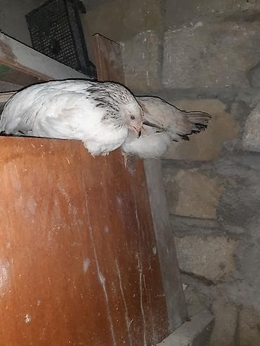 kənd toyuğu: Toyuq, Ətlik — 1