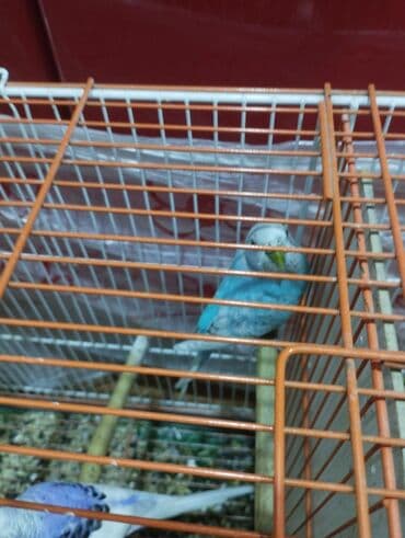 hazır hicablar: Hazır balalayan iki cüt tutuquşular. Yaxşı bala verirlər. Qiymət bir — 1