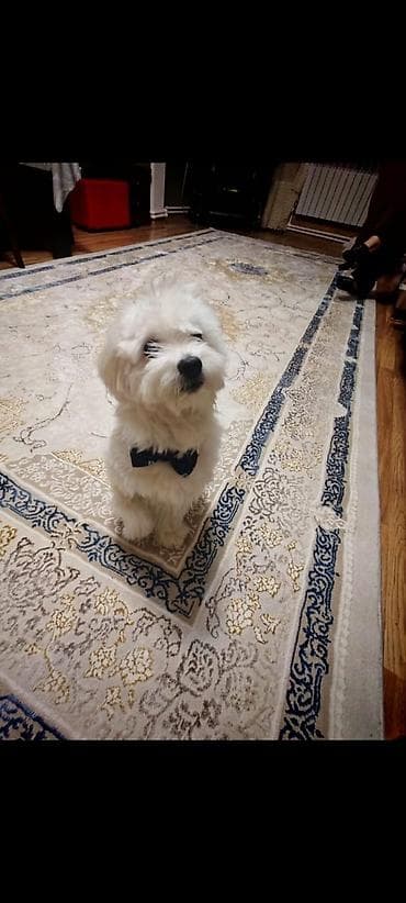 çin aslanı: Malta bolonka, 9 ay, Erkek, Ünvandan götürmə — 4