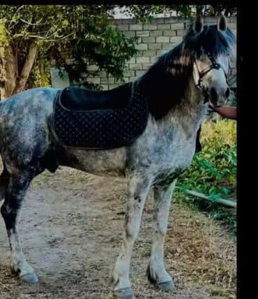 Erkək, Qarabag, il: 8, Ödənişli çatdırılma