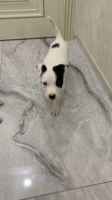 pit dermani: Pitbul, 2 ay, Erkek — 2