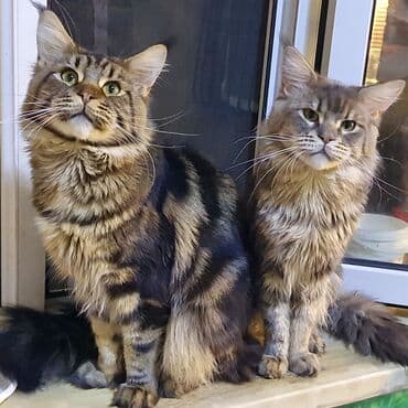 menks cinsi pişik: Meyn-kun, Erkək, Ünvandan götürmə — 2