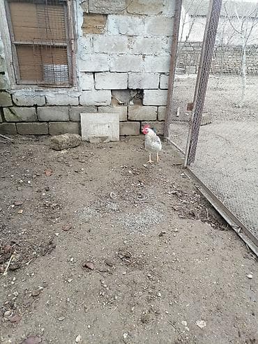 Inəklər, öküzlər: Kəsimə yararlı kənd xoruzudur istəyən əlaqə saxlasın qiymət 17 — 1