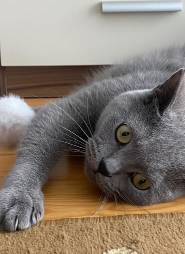 Britan, Yaxşı əllərə