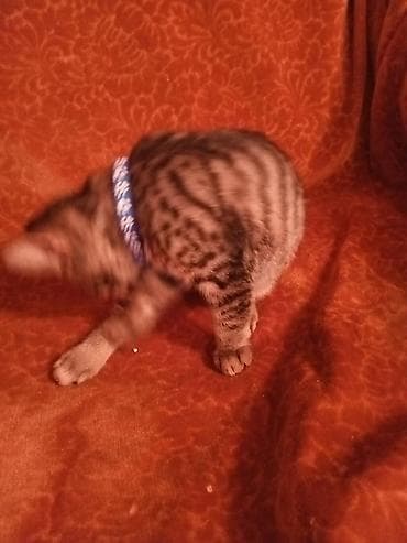 Tabbi, Erkək, Yaxşı əllərə