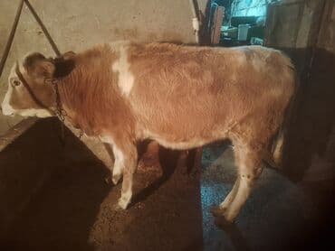 Inəklər, öküzlər: Satılır: cins dana - Növ: iribuynuzlu (dana) - Rəng: açıq qəhvəyi — 4