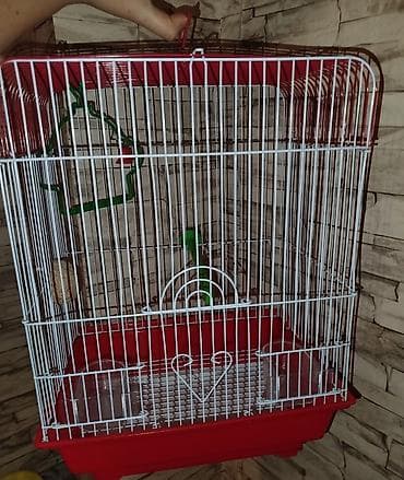 Məhsul: Quş qəfəsi Orta boy quş qəfəsi, dayanıqlıdır,kiçik və orta