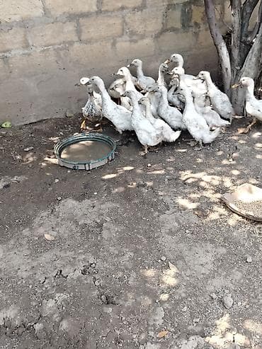 zümrüd ördək: Salam gorduyunuz pekin ordeyler satilir hamsi saqlam heyvanlardi yer — 4