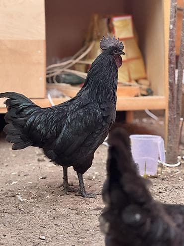 Akvariumlar: Orjinal qan.Ayam cemani Ailəsi satılır.2xoruz 8fərədir.Ən az 1+4 kmi — 4
