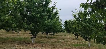 xocasen torpaq: 200 sot, Kənd təsərrüfatı, Kupça (Çıxarış) — 1