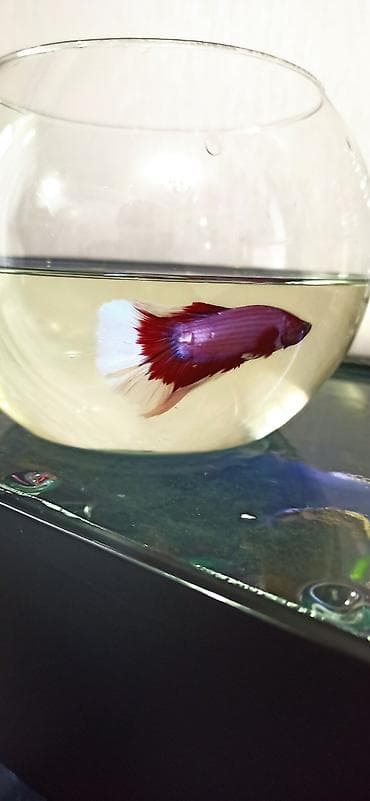 akvarium silikon: Betta (Petuşok balığı), Sülhsevər — 3