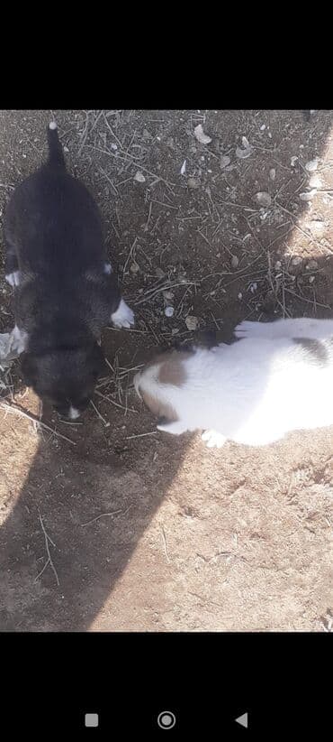 i̇t zvanok: 2 ay, Peyvəndli — 1