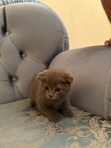 вислоухий кот цена: Şotland yastı qulaq, Dişi — 5