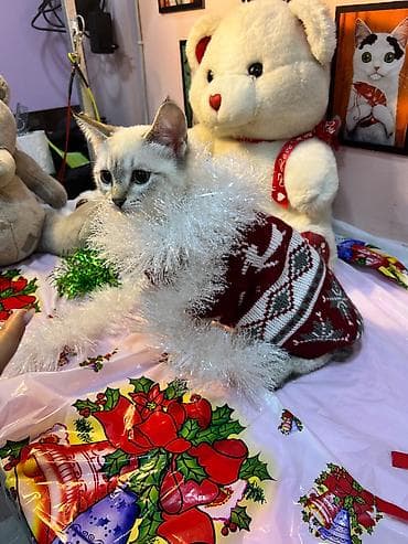 siam: Siam, Dişi, Yaxşı əllərə, Ünvandan götürmə — 10