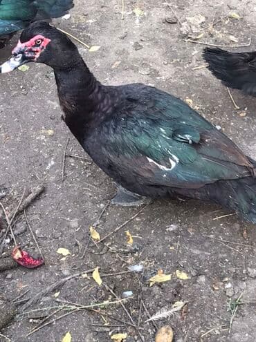 şabo xoruz: Muscovy (hind) ördəkləri – qara tüklü, gövdədə ağ ləkəli, qırmızı — 5