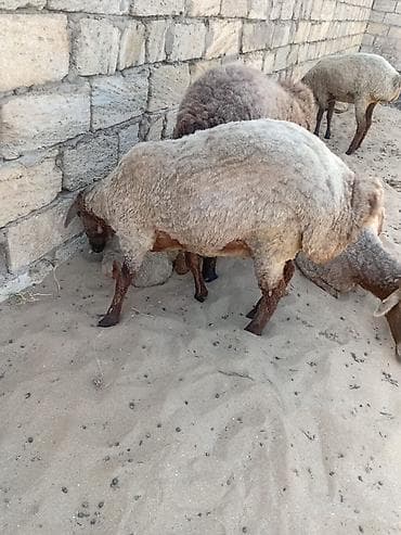 qoyun derisi: Diwi qala qoyunu 1yasi var saglam heyvandi — 1