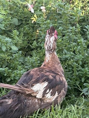 alpin teke: Razilasmag olar barter var. Baxir. Teklife 1 cut. Ya 1 erkey 2 fere — 1