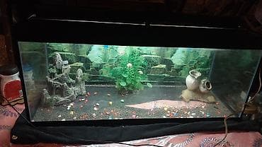 akvarium satilir: Dördbucaq akvarium, Boş, 70 l, Ünvandan götürmə — 1
