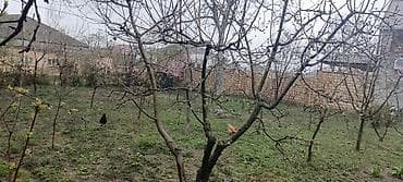 mida satış: 4 sot, Tikinti, Mülkiyyətçi, Kupça (Çıxarış) — 3