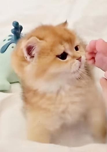 Britan, Erkək, Dişi, Yaxşı əllərə, Ünvandan götürmə