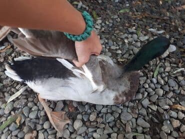 kuban ördek: Erkək, | Kuban, Ətlik, Ünvandan götürmə — 2