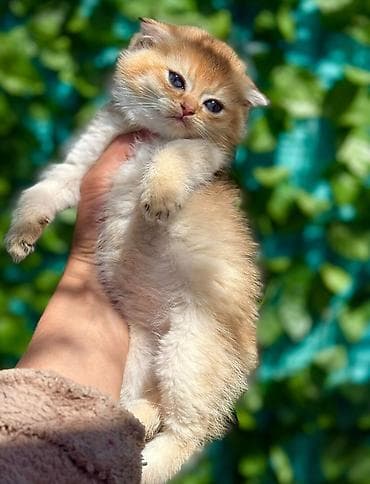 şotland pişik: Şotland — 10