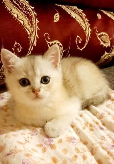 azerbaycanca pişik adlari: Britan, Erkək, Dişi, Yaxşı əllərə, Ünvandan götürmə — 3