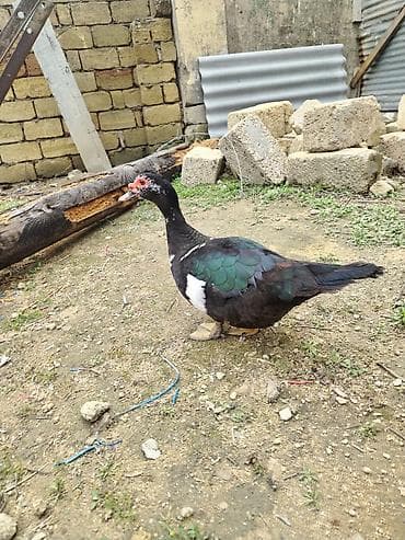 ordək adı: Dişi, | Lal ördək, Damazlıq — 3