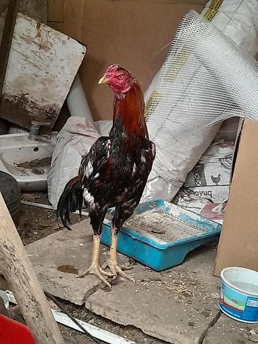 tutuqusu yemi: Xoruz, Heyratı, il: <1, Ödənişli çatdırılma — 2