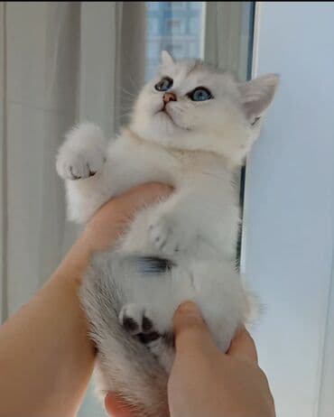 Britan, Erkək, Dişi, Yaxşı əllərə, Ünvandan götürmə