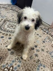 itlerin cutlesdirilmesi: Pudel, 4 ay, Erkek, Peyvəndli, Ünvandan götürmə — 2