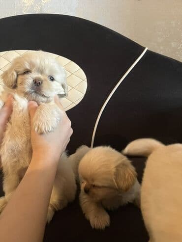 gencede itler: Pekines, 2 ay, Erkek, Peyvəndli — 6