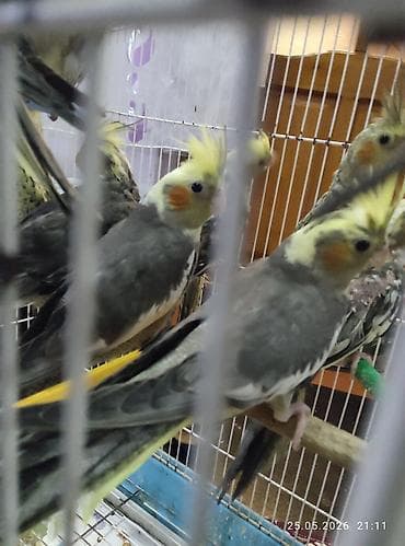 xaski it sekilleri: 2 ay yarımliq və 1 ay yarimliq karella balalarıdi.Tam sağlamidilar 8 — 3