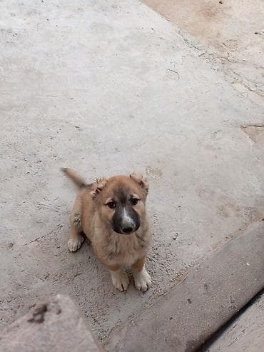 it üçün kemer: Qurdbasar, 3 ay, Erkek, Peyvəndli, Ünvandan götürmə — 5