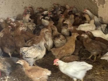 cücə satisi: Toyuq cücələri, Ətlik — 9