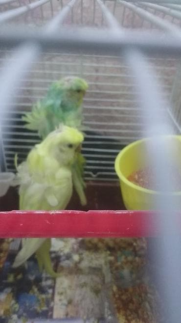 sisar quşu: Yaponiclər və yaponicdən dömmələr — 9