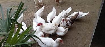 ördey: Musk ördəkləri (indo-ördək) – ağ rəngli sürü - Növ: Musk/indo-ördək - — 5