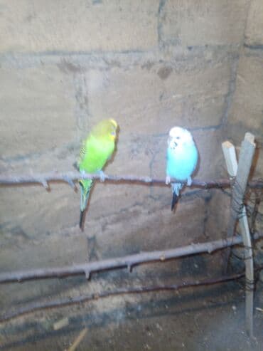 отдам в добрые руки: Her şey ile 50m yuva+qefes+yemqabı+suqabı 60dan 50e saldım bala varib — 4