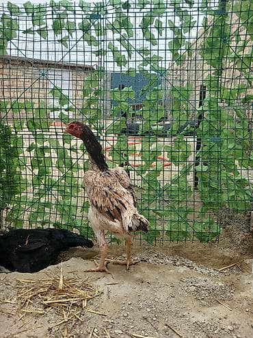 ucuz toyuq satisi: Toyuq, Damazlıq — 9