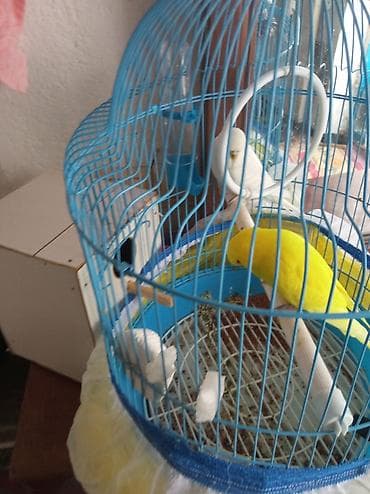 quslar: 2 dənə pabuqay qəfəs yuva yeni quşlara aid hərseyi var real alici — 4
