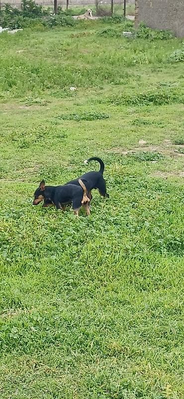 ov iti satilir: Miniatür pinçer, 7 ay, Erkek — 6