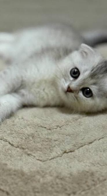 it balası: Qızıl şinşilla, Erkək — 2