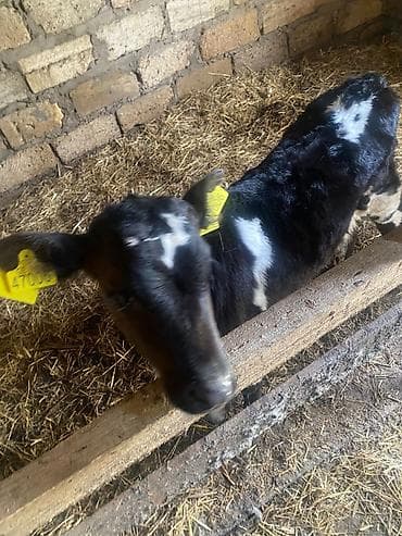 simmental inek: Qara-ağ rəngli buzov - Qulaqlarda sarı birləşdirilmiş birkalar — 2