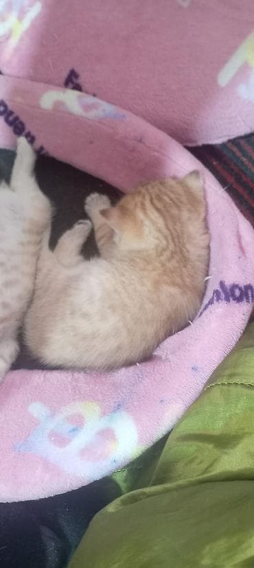 pisik sekileri: Britan, Yaxşı əllərə — 9