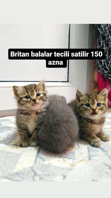 Tecili britan balalari satilir 150 azna
