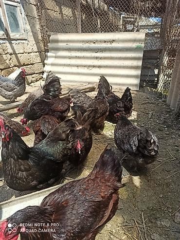 keci satisi: Toyuq, Australorp, Damazlıq, Ünvandan götürmə, Ödənişli çatdırılma — 5
