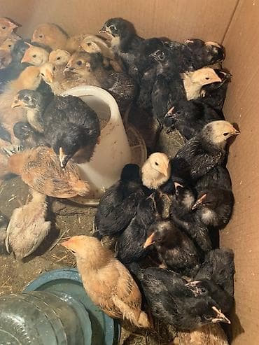 Toyuq cücələri, Ətlik lalafo.az -da Toyuq cücələri, Ətlik