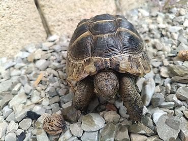 lama: UMUMI QIYMETDIR!!! Araliq deniz Tisbagalari 🇦🇿 Azərbaycan dili: 🐢 4 — 4