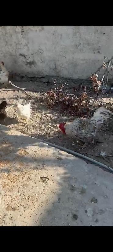 toyug xoruz: Toyuq, Damazlıq — 3