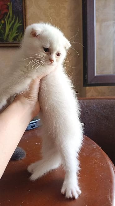 Şotland yastı qulaq lalafo.az -da Şotland yastı qulaq